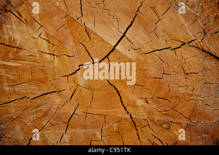 Un close-up dettaglio di una di fresco-taglio tronco di albero visualizzazione di anelli concentrici e crepe nel legno Foto Stock