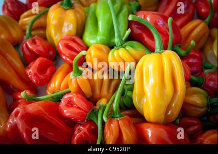 Il peperoncino in una pila Scotch Bonnet tipo Foto Stock