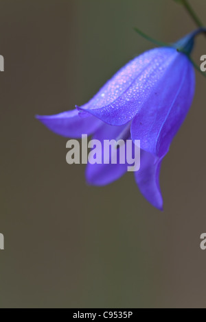 Harebells nel parco nazionale di Grand Teton Foto Stock