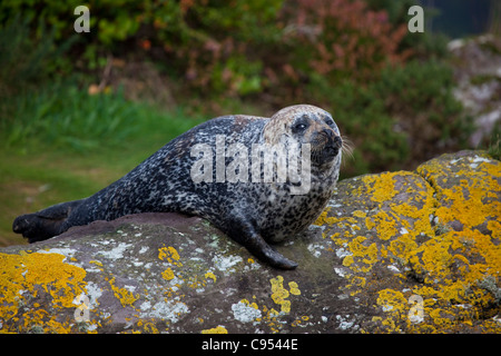 Guarnizione comune, Phoca vitulina, vicino all Isola di Garinish, Glengarrif, Co. Cork, Irlanda. Foto Stock