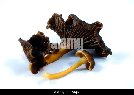 Yellowfoot chanterelle, imbuto chanterelle, winter chanterelle (Craterellus tubaeformis) Funghi selvatici Foto Stock