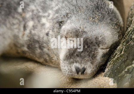 Un giovane femmina grigio dorme di tenuta su di una spiaggia appartata in Cornovaglia Foto Stock