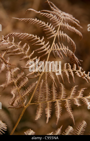 Un morto, marrone bracken frond circondato da altri bracken sulla brughiera Foto Stock