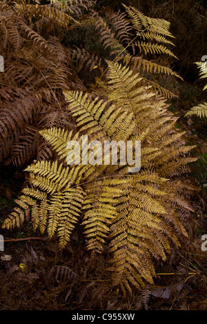 Un ingiallimento bracken frond in foresta Foto Stock