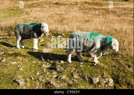 Pecore Herdwick vagare in The Langdale Valley Lake District National Park Cumbria Inghilterra England Regno Unito Regno Unito Foto Stock