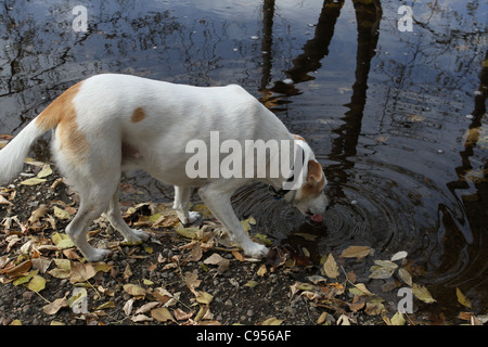 Un cane di bere da un torrente. Foto Stock