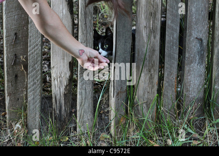 Una persona di raggiungere a salutare un gatto spaventato. Foto Stock