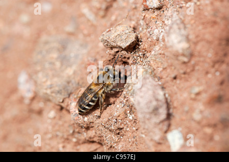 Mining Bee; Colletes hederae; Cornovaglia; Regno Unito Foto Stock