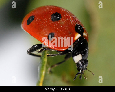 Sette-spot ladybird (Coccinella 7-punctata) Questi sono piccoli coleotteri rotondo con tre e mezza spot su ciascuno di loro due elytra (ala casi). Il torace è nero con due segni bianchi a lato e la testa è di piccole dimensioni e di colore nero. Foto Stock