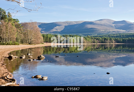 Loch Morlich nei Cairngorms regione della Scozia in una tranquilla e soleggiata giornata autunnale con la montagna Cairn Gorm destra Foto Stock
