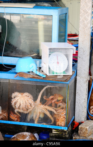 Jagalchi Fishmarket in Busan, Corea del Sud Foto Stock