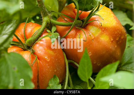 Pomodori maturazione sulla vite. Due grandi di cuore di bue pomodori gradualmente maturare e crescere in rosso tra la vite di foglie. Foto Stock