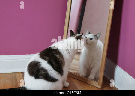 Un gatto in cerca di se stessa in uno specchio. Foto Stock