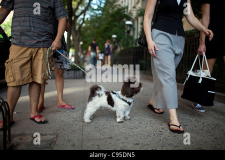 Un uomo cammina il suo cane Luglio 22, 2010 nel quartiere di Chelsea di New York City. Foto Stock