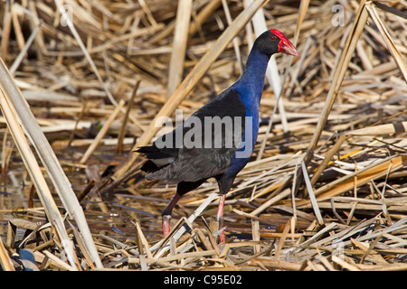 Purple Swamphen camminando su un letto di reed. Foto Stock