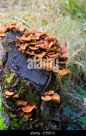 Grumi di colore arancione della staffa a forma di fungo polypore - funghi che crescono su un decadimento mossy ceppo di albero. Foto Stock