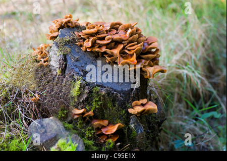 Grumi di colore arancione della staffa a forma di fungo polypore - funghi che crescono su un decadimento mossy ceppo di albero. Foto Stock