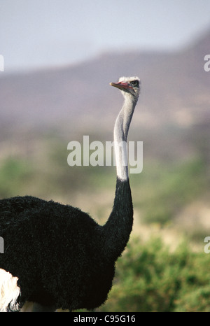 In prossimità della testa e del collo del maschio struzzo somalo Samburu Riserva nazionale del Kenya Foto Stock