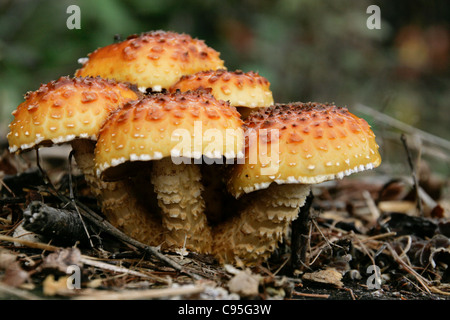 Gruppo di toadstools pholiota crescente sul marciume ceppo di albero Foto Stock
