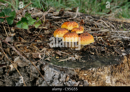 Gruppo di toadstools pholiota crescente sul marciume ceppo di albero Foto Stock