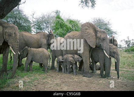 Un gruppo di famiglia di elefanti femmina e i vitelli in appoggio nei pressi di un grande albero di Acacia Samburu National Park in Kenya Foto Stock