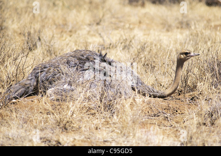 Femmina struzzo somalo Struthio camelus Molybdophanes siede sulle uova Samburu Riserva nazionale del Kenya Foto Stock