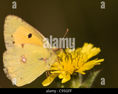 Ritratto orizzontale di offuscato giallo, Colias crocea, maschio di mangiare in un fiore con bel al di fuori della messa a fuoco lo sfondo scuro Foto Stock