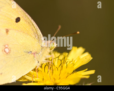 Offuscato giallo, Colias crocea, maschio di mangiare in un fiore con bel al di fuori della messa a fuoco lo sfondo. Foto Stock