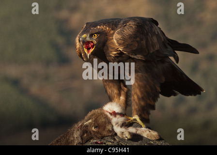 Golden Eagle con la lepre bianca in artigli Foto Stock