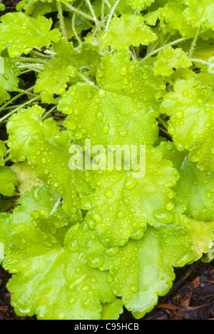 Heuchera Key Lime perenne piante, oro verde foglie di giallo, bordi lobati dewdrops acqua di pioggia sulla foglia giardino ombra Foto Stock