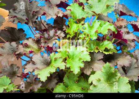 Heuchera cinquanta cinquanta perenne fogliame pianta con profondamente lobate verde e viola colori misti lascia modificabili per giardino ombra Foto Stock