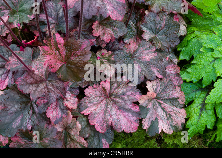 Heuchera 'French Quarter' perenni Piante, chiazzato mix colorato di rosa viola marrone smerlata lascia ombra garden Foto Stock