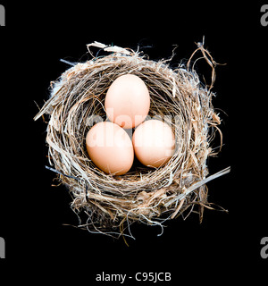 3 x le uova in un nido di uccelli Foto Stock