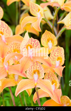 Disa Kewensis Hardy Orchid ibrido primario tra Disa uniflora tripetaloides x, terrestri Sudafricano pianta nativa Foto Stock