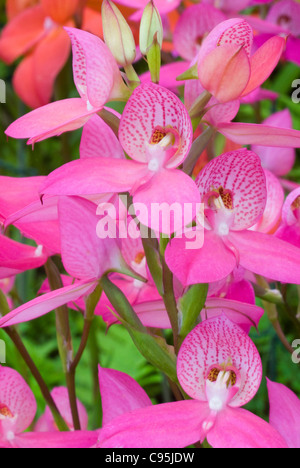 Hardy Orchid South African Table Mountain Orchid Disa watsonii 'Sandra', terrestre specie di orchidee, rosa fiore sboccia Foto Stock