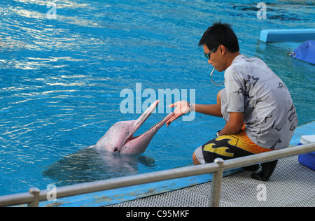 Bottlenosed dolphin, comune bottiglia di delfini dal naso (Tursiops truncatus) Foto Stock