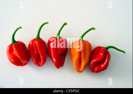 Il peperoncino su uno sfondo bianco. Scotch Bonnet tipo Foto Stock