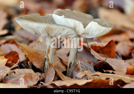 Smoky Cavalier funghi - Melanoleuca exscissa Foto Stock