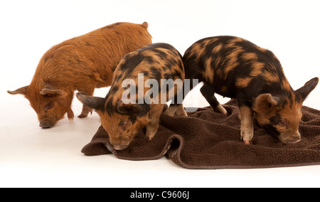 Tre micro Kune Kune di suinetti di radicarsi in una coperta Foto Stock