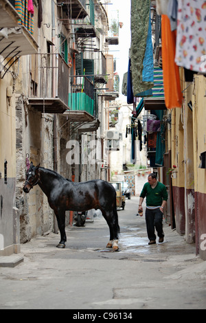 L'uomo prendersi cura del suo cavallo a Palermo, Sicilia, Italia. Foto Stock