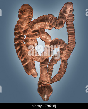 Intestini normali. Colorato 3D tomografia computerizzata (CT) scansione dell'intestino sano di 38 anno vecchio paziente. Foto Stock