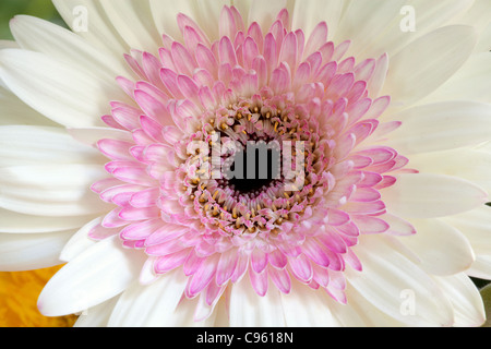 Gerbera fiore bianco Foto Stock
