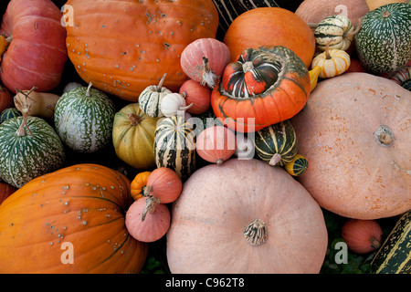 Varietà di zucche, zucchine squash e zucche in una fattoria in Inghilterra, Regno Unito. Foto:Jeff Gilbert Foto Stock