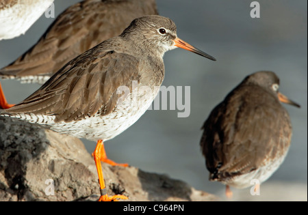 Un gruppo di Redshank (Tringa totanus) appoggiato sulla riva del mare le rocce a marea alta. Foto Stock