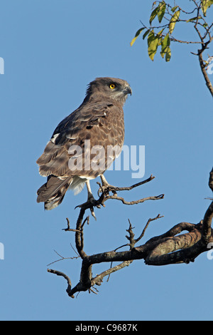 Nero-chested Snake aquila appollaiato su un albero Foto Stock