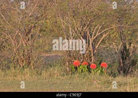 La palla di fuoco Giglio in fiore sul Masai Mara Foto Stock