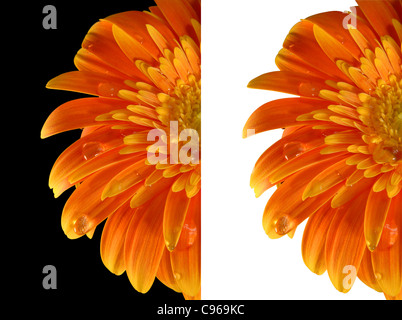 Una mezza gialla fiore di gerbera isolate su entrambi in bianco e nero gli sfondi. Incluso percorso di clipping, così si può facilmente tagliare e posto sulla cima di un design. Foto Stock