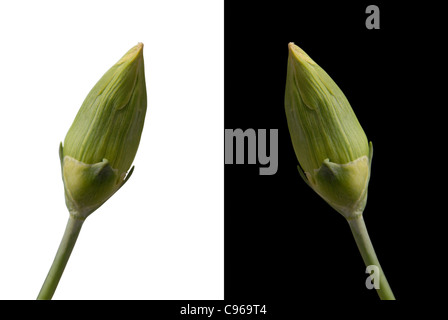 Due carnation bud fiori isolati su entrambi in bianco e nero e sfondo bianco rispettivamente. Incluso percorso di clipping, così si può facilmente tagliare e posto sulla cima di un design. Foto Stock