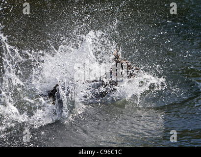 English Springer spaniel saltando in acqua dopo una palla e la creazione di un grande splash Foto Stock