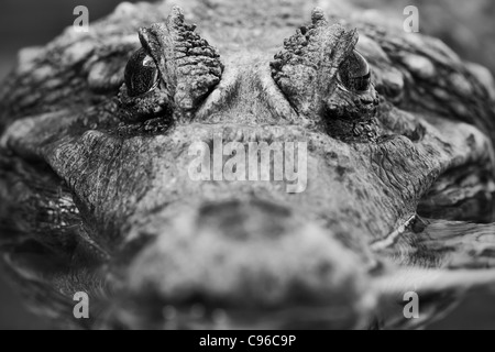 Close up di un maschio adulto Caimano Profondità di campo per concentrarsi sul suo occhio Foto Stock